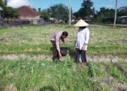 Bhabinkamtibmas Desa Kuripan Giatkan Edukasi Pemanfaatan Lahan Kosong