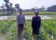 Bhabinkamtibmas Kuripan Motivasi Petani Dusun Adeng Tanam Jagung