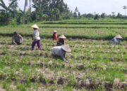 Polsek Kediri Gandeng Petani Montong Are Tingkatkan Produksi Pertanian