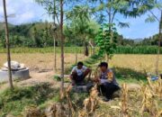 Sinergi Bhabinkamtibmas dan Petani Jagung Eyat Mayang Dorong Produktivitas Pertanian