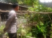 DDS Bhabinkamtibmas di Perampuan: Sinergi Polisi dan Warga Ciptakan Desa Produktif dan Aman