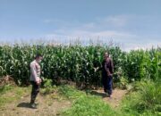 Polsek Kuripan Gandeng Warga Dusun Beremi Bangun Kemandirian Pangan