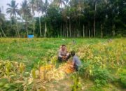 Polsek Lembar Dukung Ketahanan Pangan, Bhabinkamtibmas Eyat Mayang Dampingi Petani Jagung