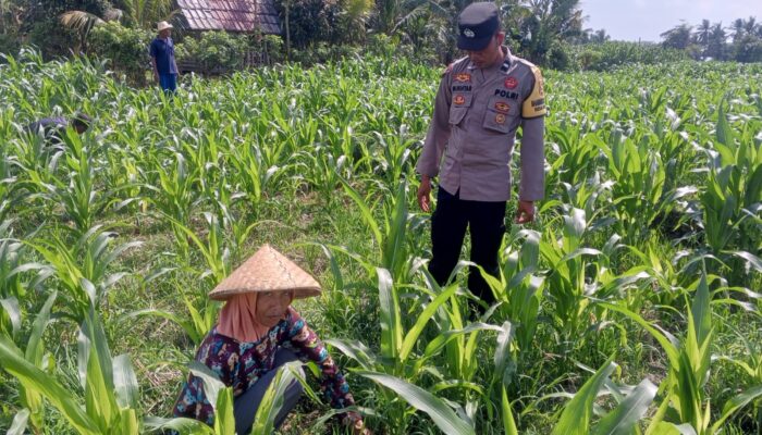 Dari Pekarangan Jadi Solusi: Bhabinkamtibmas Kuripan Bangun Gerakan Pangan Mandiri