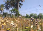 Polisi Hadir di Tengah Petani: Panen Jagung Hibrida di Kuripan Timur Berlangsung Kondusif