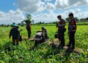 Patroli Ketahanan Pangan, Polres Lombok Barat Dampingi Petani Jagung di Desa Gerung