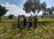 Petani Jagung Dusun Gelogor Dapat Pendampingan Bhabinkamtibmas dan PPL Lombok Barat