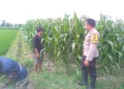 Bhabinkamtibmas Kuripan Hadirkan Edukasi Pertanian untuk Kemandirian Desa