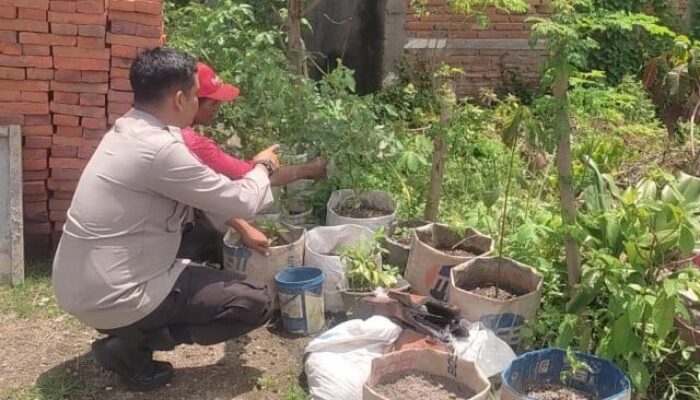 Pemanfaatan Lahan Kosong di Desa Kuranji Jadi Model Ketahanan Pangan Berbasis Warga