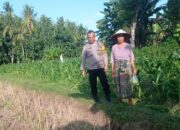 Sinergi Polisi dan Petani, Desa Kuranji Perkuat Ketahanan Pangan Keluarga