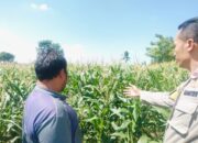 Sinergi Polsek Labuapi dan Petani Desa Labuapi dalam Wujudkan Ketahanan Pangan