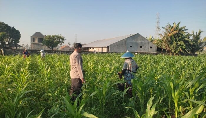 Kolaborasi Polisi dan Warga Desa Kuranji: Jagung Tumbuh Subur, Ketahanan Pangan Terjaga