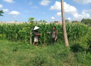 Polsek Labuapi Dukung Ketahanan Pangan, Warga Dusun Jerneng Antusias Menanam