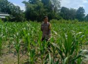 Sinergi Polsek Labuapi dan Warga Karang Bayan Wujudkan Kamtibmas dan Pangan Mandiri