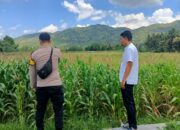 Polsek Kuripan Bangun Kolaborasi dengan Petani Jagung di Desa Kuripan Selatan