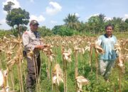 Ketahanan Pangan Desa Merembu Diperkuat Lewat Edukasi Diversifikasi Pertanian