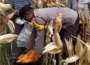 Polri Hadir di Tengah Petani Jagung Karang Anyar, Dukung Program Pangan Nasional