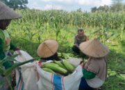 Sinergi Polri dan Petani: Panen Jagung Dusun Jerneng Jadi Contoh Ketahanan Pangan