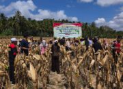 Dukung Swasembada Pangan, Polsek Sekotong Panen Jagung di Gebang Tebel