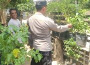 Warga Dusun Timbal Didampingi Polri Kembangkan Cabai dan Terong di Pekarangan