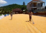 Dukung Ketahanan Pangan, Polsek Kuripan Awasi Penyerapan Jagung oleh Bulog NTB