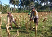 Polisi Bantu Petani Jagung Giri Tembesi Pastikan Distribusi Aman