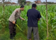 Dari Sawah untuk Negeri: Polri dan Petani Bersatu Jaga Ketahanan Pangan