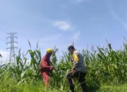 Sinergi Polri dan Petani: Jagung Lombok Barat Makin Subur