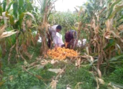 Semangat Baru Petani Jagaraga, Didorong Bhabinkamtibmas Polri