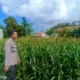 Kehadiran Polisi di Ladang Jagung, Bukti Sinergi Polri dan Petani di Lombok Barat