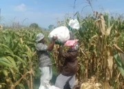 Polres Lobar Tegas Awasi Harga dan Mutu Beras di Pasar Gerung