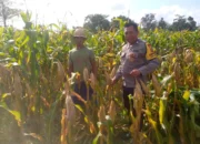 Sinergi Polsek Kuripan dan Warga Jagaraga, Panen Jagung Jadi Bukti Nyata