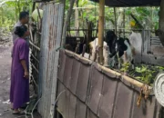 Dari Senggigi untuk Indonesia: Bhabinkamtibmas Gerakkan Warga Tanam Sayur di Pekarangan