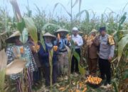 Kolaborasi Polri dan Petani Babussalam Hasilkan 6 Ton Jagung