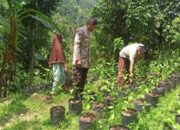 Lombok Barat: Lahan Kosong Desa Senggigi Jadi Kebun Produktif