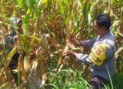 Gandeng Warga, Polsek Kediri Optimalkan Lahan untuk Pangan