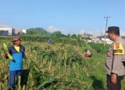 Polri Dukung Ketahanan Pangan, Bhabinkamtibmas Labuapi Edukasi Warga Manfaatkan Lahan Kosong