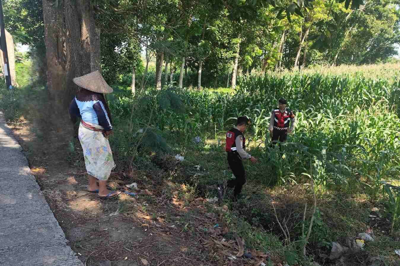 Patroli Ketahanan Pangan: Sinergi Polres Lobar dan Petani Jagung