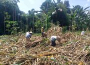 Sinergi Polri-Petani: Jagaraga Gencarkan Tanam Komoditas Pangan