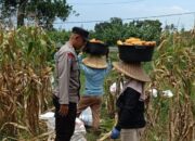 Wujud Nyata Dukungan Polri: Bhabinkamtibmas Babussalam Sukses Kawal Panen Jagung Warga