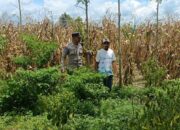 Sinergi Bhabinkamtibmas dan Warga Babussalam Sukseskan Ketahanan Pangan