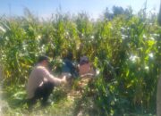 Ketahanan Pangan NTB Diperkuat, Polri Aktif Dampingi Panen Jagung di Lelede