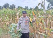 Bhabinkamtibmas Dampingi Petani Beleka Saat Panen Jagung P27, Ini Hasilnya