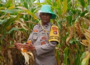 Sinergi Polri dan Petani: Panen Jagung Beleka Jadi Contoh Ketahanan Pangan Nasional