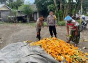 Petani Karang Bongkot Dapat Dukungan Polri untuk Jual Jagung ke Bulog