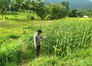 Sinergi Bhabinkamtibmas dan Petani Jagung di Lombok Barat