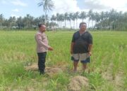 Kemandirian Pangan: Bhabinkamtibmas Dorong Warga Banyu Urip Bertani