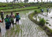 Wujudkan Indonesia Yang Swasembada Pangan, Bhabinkamtibmas Polsek Madapangga Ikut Menanam Padi( Oplan) Kementan RI