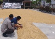 Jaga Ketahanan Pangan, Polri dan Bulog Bersinergi Serap Jagung Petani NTB
