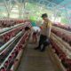 Kamtibmas Kondusif, Produksi Lancar: Peran Bhabinkamtibmas Bagi Peternak Ayam